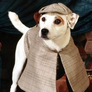 I don't have a dog...but this one is pretty cool.